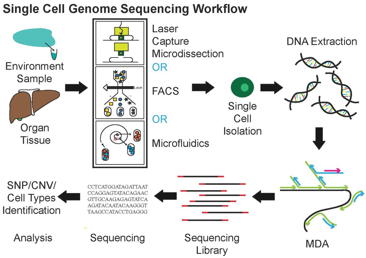 Single Cell Genome Sequencing Workflow (taken from Wiki). MDA: multiple displacement amplification